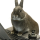 Illustration for article titled No Bunny Said That: A BUNNY BOMB POST